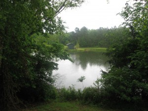 Not my backyard- view from the cabin.